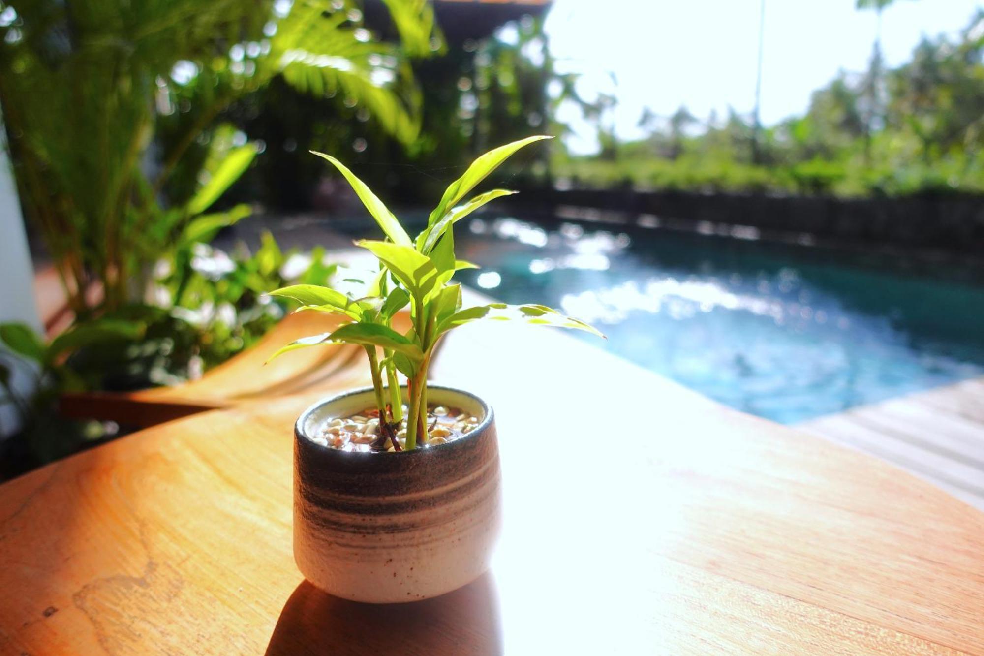 The Vinaya Boutique Hotel Ubud Extérieur photo